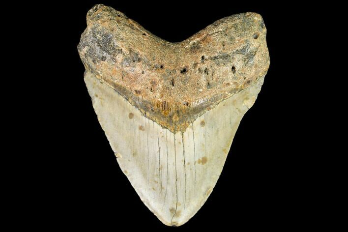 Fossil Megalodon Tooth - North Carolina #109809